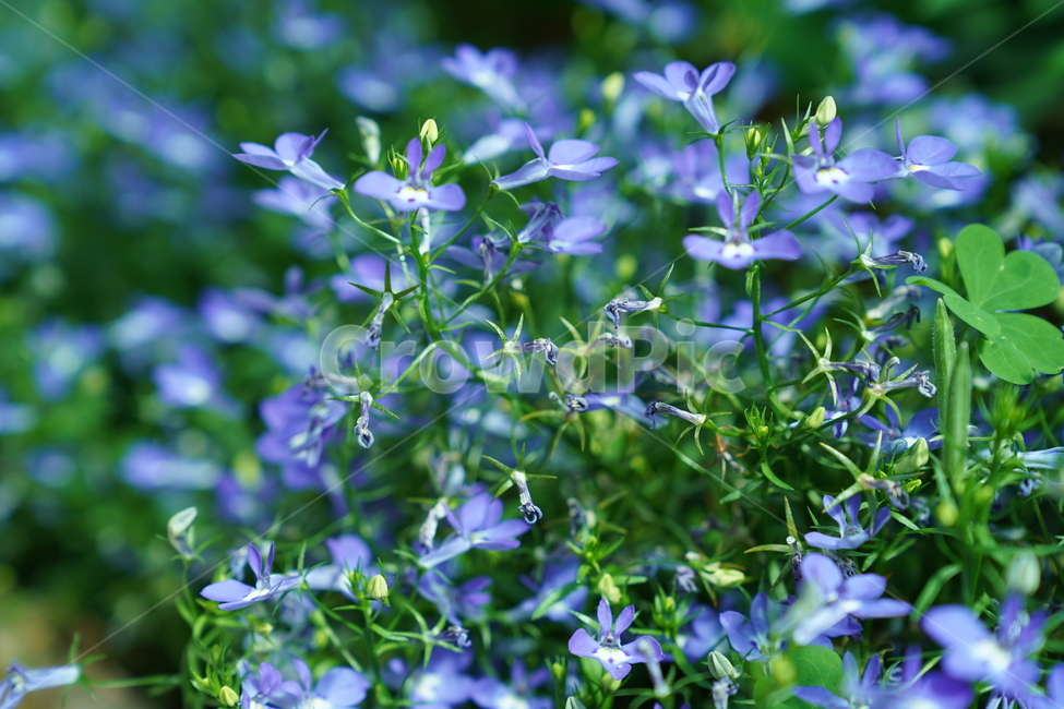꽃,flower,blossom,식물,푸른꽃,식물,자연,plants,nature,꽃,flower