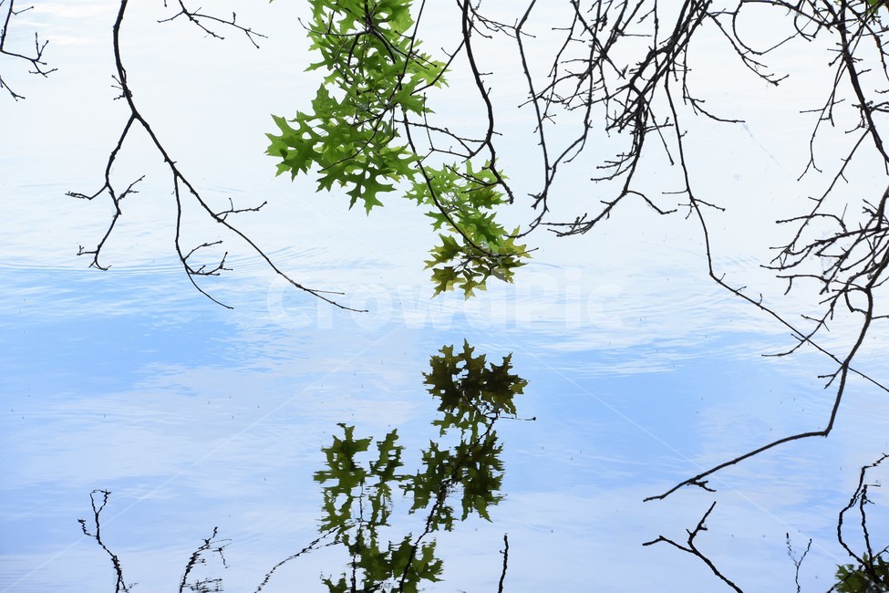 투영,호수,대비,나뭇잎,대칭,반사,자연,풍경,nature,landscape,tree,나무,plant,식물