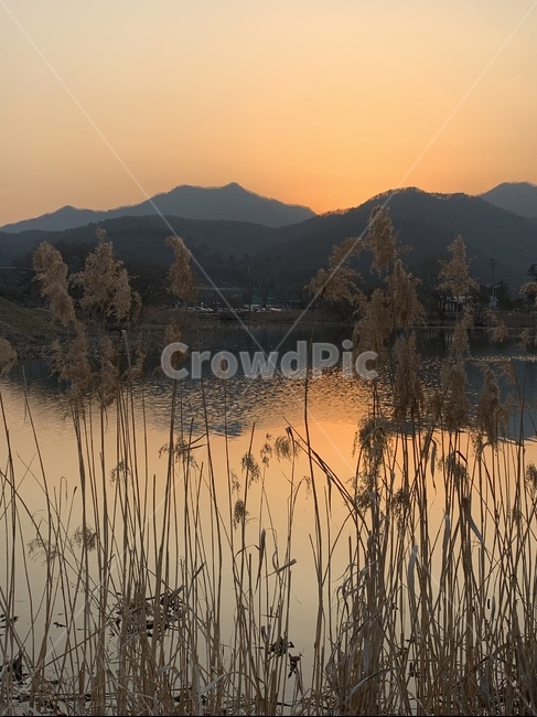 식물,자연,nature,갈대,노을,연못