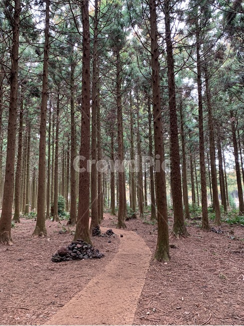 나무,숲,숲길,산책로,사려니숲길,피톤치드,tree,비자림로,비자림,편백나무,삼나무,숲속,산책,자연,풍경,nature,landscape,ground,바닥,plant,식물