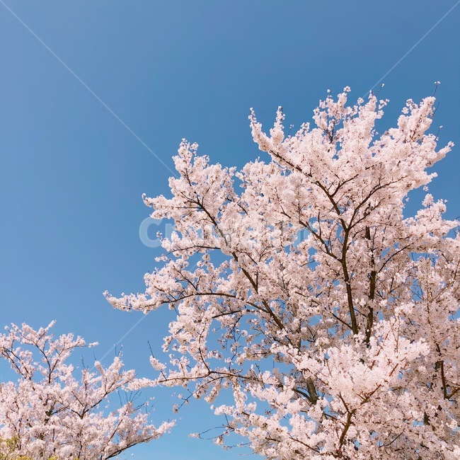 벚꽃,꽃,봄,나무,풍경,자연,봄,계절,spring,season,식물,자연,plants,nature,꽃,flower,plant,blossom