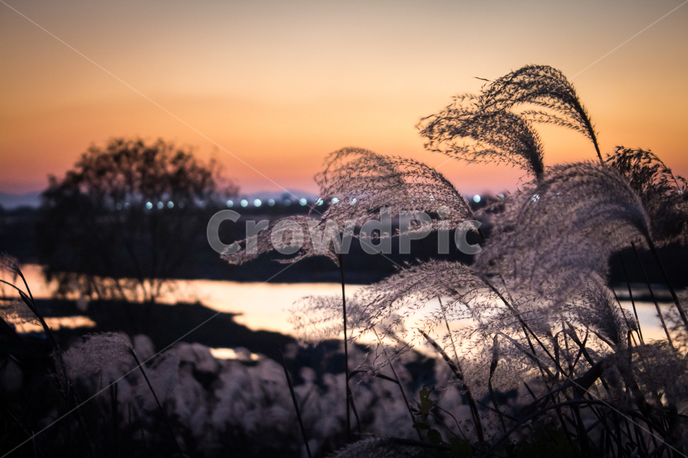 억새,노을,일몰,해넘이,붉은하늘,sunset,redsky,가을,계절,fall,autumn,season