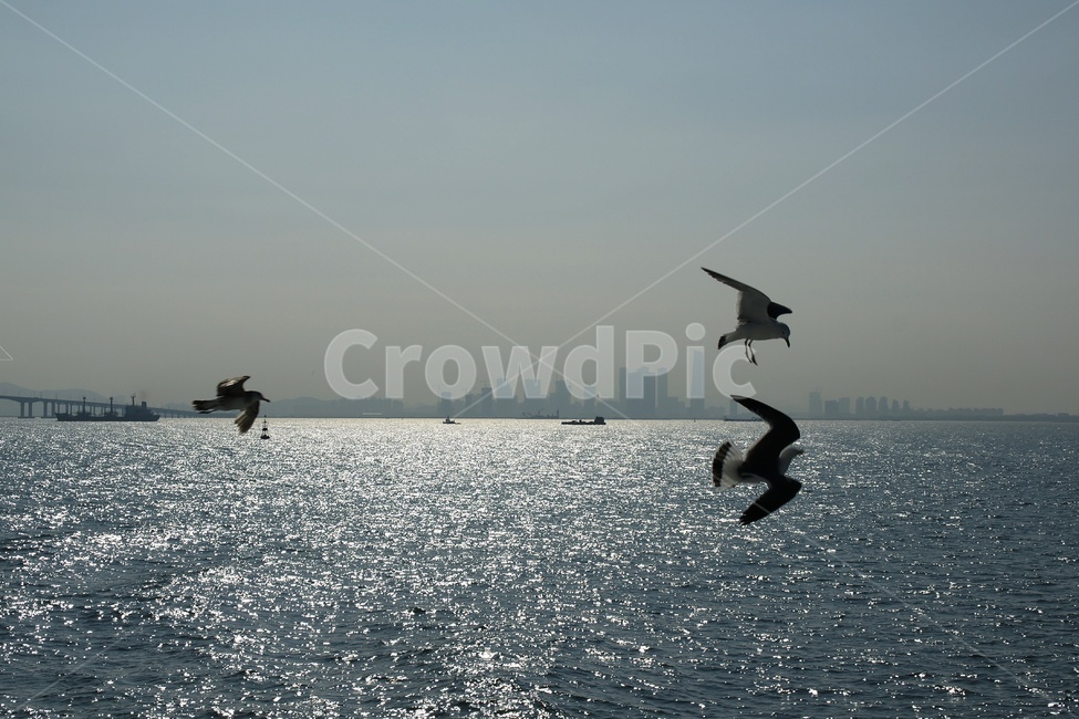 갈매기,바다,풍경,은빛,수평선,자연,풍경,nature,landscape,동물,animal,조류,새,birds,bird,leisure activities,레저 활동,adventure,모험