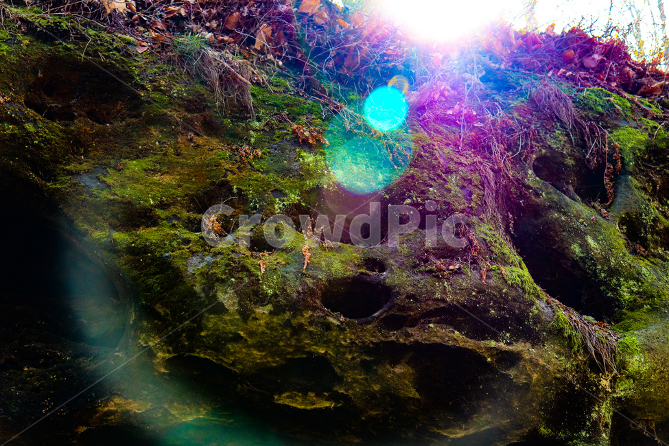 숲,자연,이끼,나무,돌,nature,light,빛,flare,플레어,풍경,식물