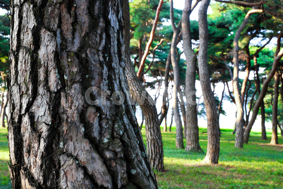 plant,식물,tree,나무,숲,grove,pinetree,소나무,나무줄기,treetrunk,식물,자연,plants,nature,나무,trees,wood