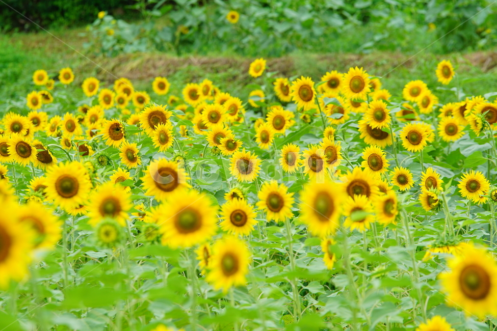 꽃,노랑,식물,여름,키다리,식물,자연,plants,nature,꽃,flower
