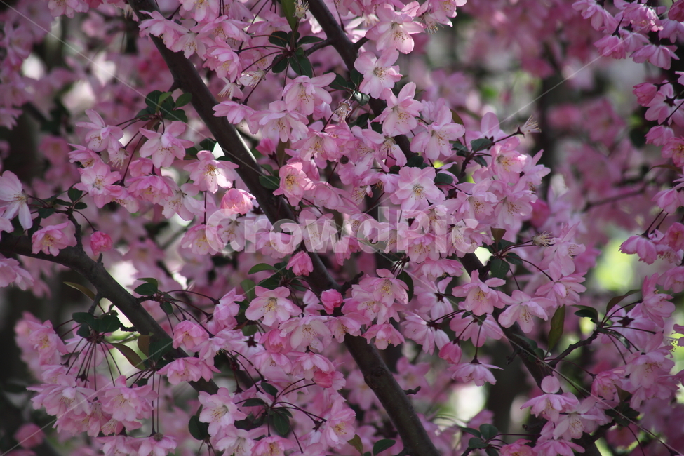 꽃사과나무,꽃아그배나무,꽃,봄,crabapple