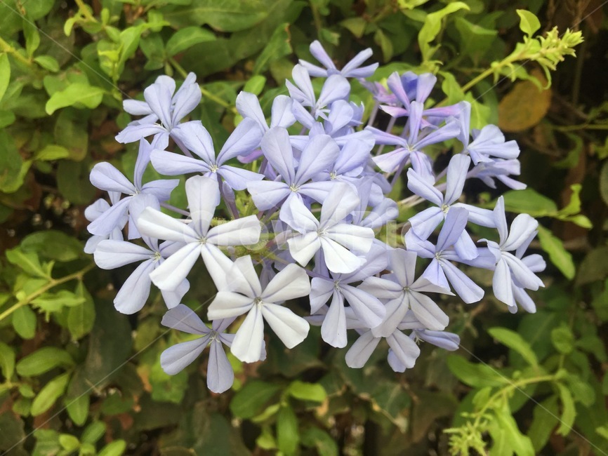 plant,식물,flower,꽃,blossom,연보라
