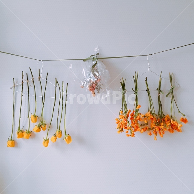 드라이플라워,프리지아,노란장미,말린꽃,노란꽃,꽃,꽃,flower