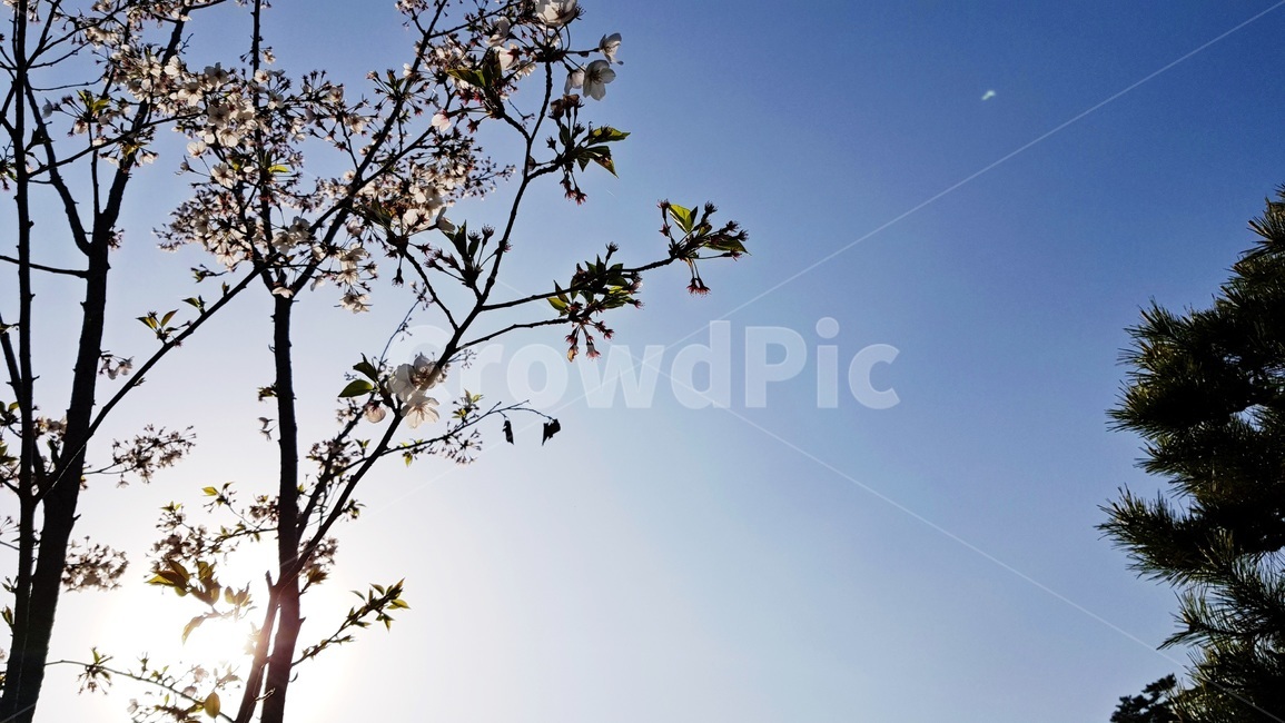 꽃나무,봄,자연,정원,가든,봄,계절,spring,season,식물,자연,plants,nature,꽃,flower