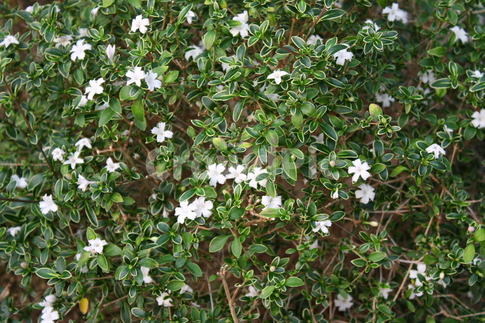 식물,꽃,plant,flower,blossom,식물,자연,plants,nature,꽃,flower