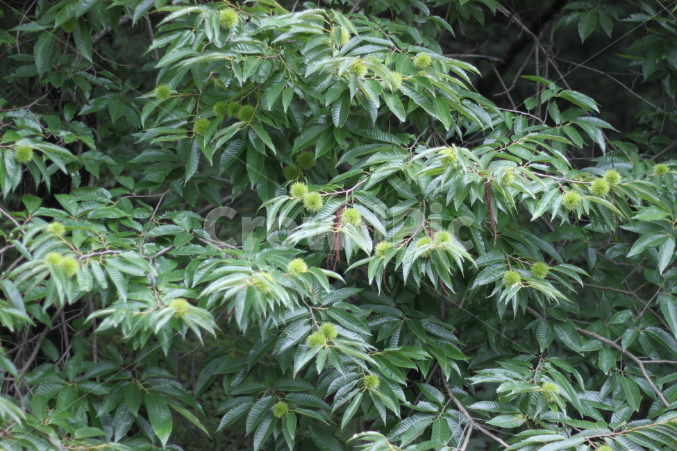 밤,밤나무,산,봄,밤송이,가을,자연,숲,식물,열매,녹색,잎사귀,초록,식물학,산책,풍경,수확,과실,농작물,자연경관,숲속,산림,치유,편안함,청정,생태계,생기,생동감,성장,싱그러움,풍요로움,건강,전원,산야,나무,생태학,생태관광,산책코스,정원수,임산물