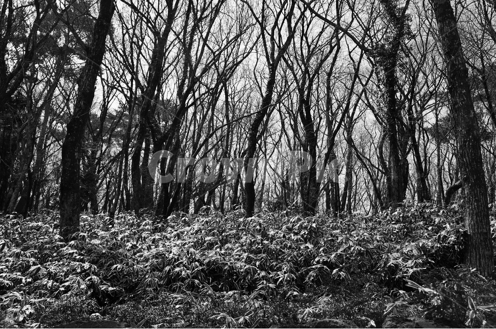 숲,흑백,감성,흑백감성,처절함,외로움,자연,풍경,nature,landscape,흑백,모노톤,monochrome,black and white,ground,바닥,vegetation,초목,plant,식물,tree,나무,forest,woodland,삼림지,outdoors,옥외,land,땅
