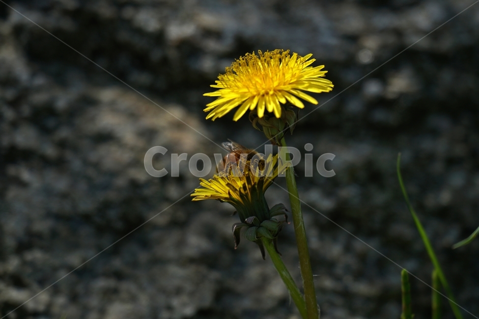 민들레,민들레꽃,꽃,꽃사진,플라워,flower,봄,봄꽃,spring,3월,March,자연,nature,풍경,landscape,계절,season,snap,스냅,접사,macro,closeup,클로즈업,감성사진,감성,힐링,healing,느낌,feel,feeling,벌,곤충,insect,동물,animal,honey,bee,말벌,꿀벌,벌레,꽃밭,화단,식물,plants,한국자연,식물,자연,plants,nature,꽃,flower,동물,animal,곤충,벌레,insect,bug