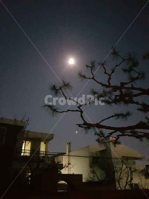 보름달,밤하늘,주택가,서울,소나무,야경,밤,풍경,nightscape,night,landscape,도시,city,한국도시풍경,한국도시경관,korea cityscape,nature,자연,outdoors,옥외