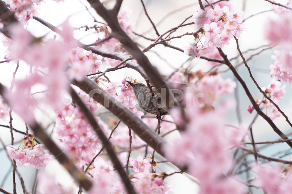 봄,벚꽃,새,조류,자연,봄꽃,핑크,봄,계절,spring,season,식물,자연,plants,nature,꽃,flower,동물,animal,조류,새,birds,plant,bird,blossom,cherry blossom