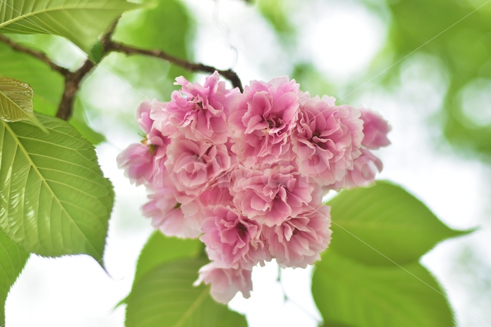 풍경,자연,사진,겹벛꽃,꽃,식물,자연,plants,nature,꽃,flower
