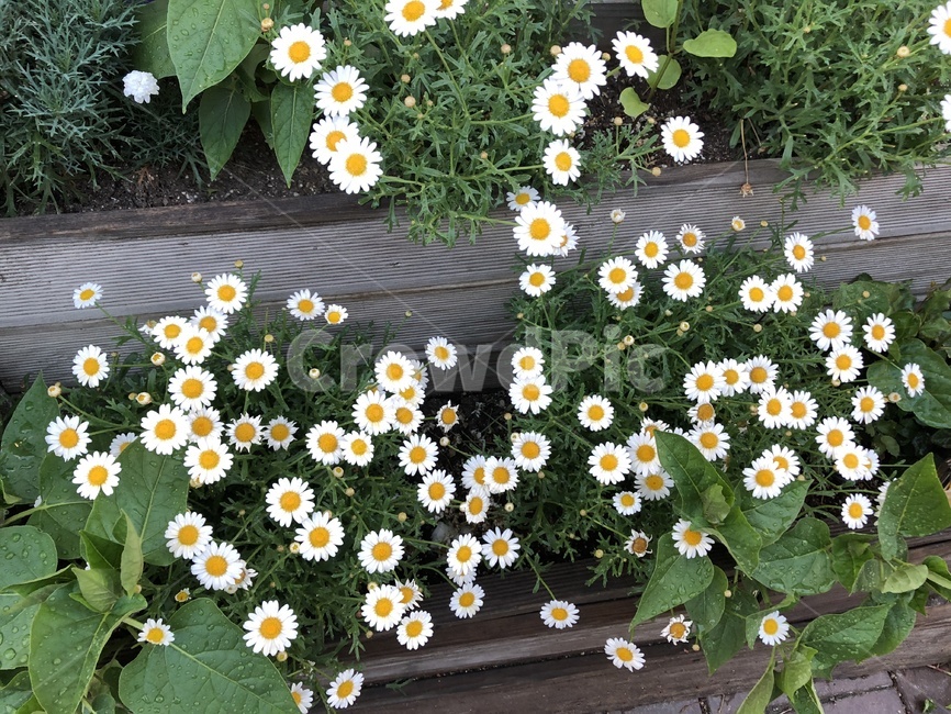 화분,식물,꽃,자연물,흰색꽃