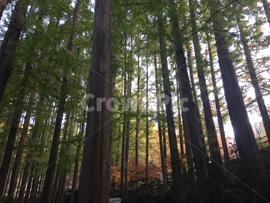 자연,단풍,산,큰나무,나무,피톤치드,힐링,자연,풍경,nature,landscape,식물,plants,나무,trees,wood,plant,tree,redwood,세쿼이아