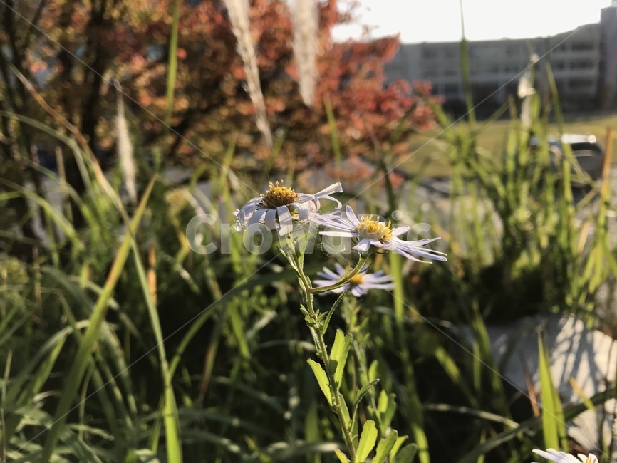 꽃,들꽃,자연,가을,식물,풀,나무,갈대,flower,wildflower,nature,fall,plants,감성