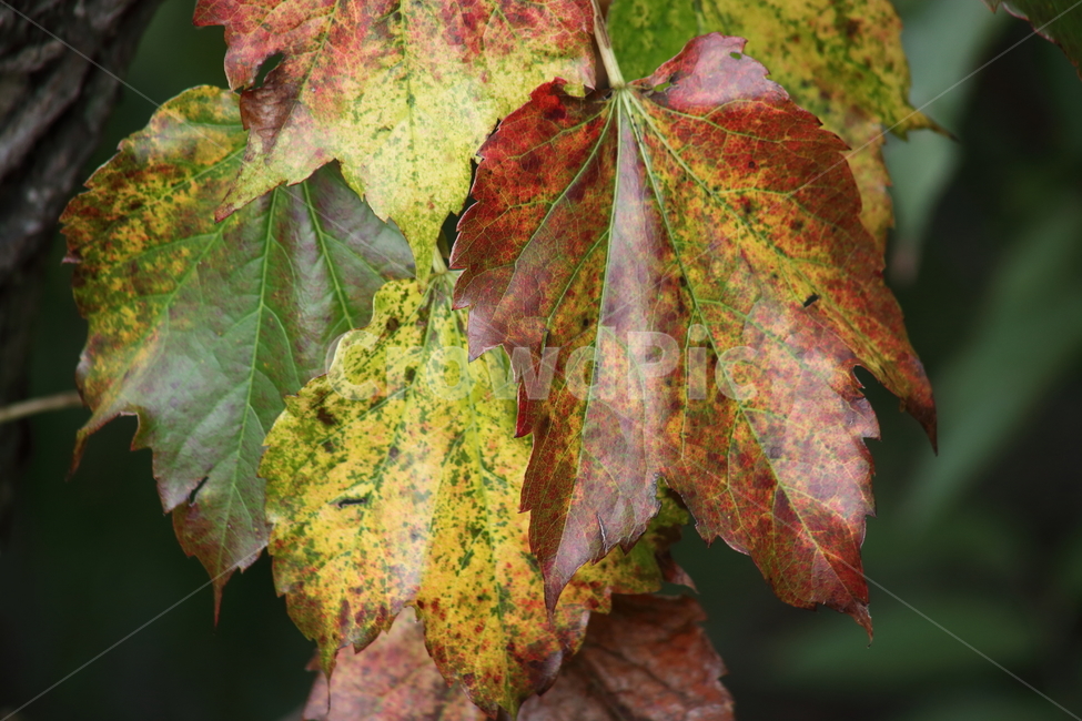 단풍,담쟁이,식물,가을,redleaves,Bostonivy,식물,자연,plants,nature