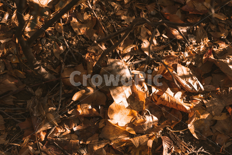 가을,배경,가을느낌,자연,가을배경,plant,식물,leaf,잎,가을,계절,fall,autumn,season,식물,자연,plants,nature