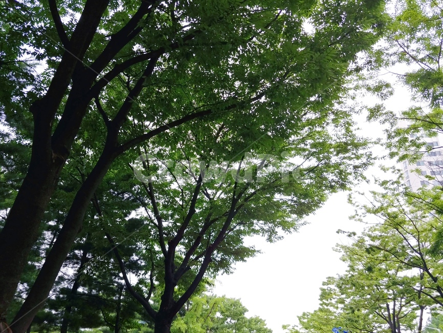 초록색,나뭇잎,나무,자연,nature,green,풍경,공원