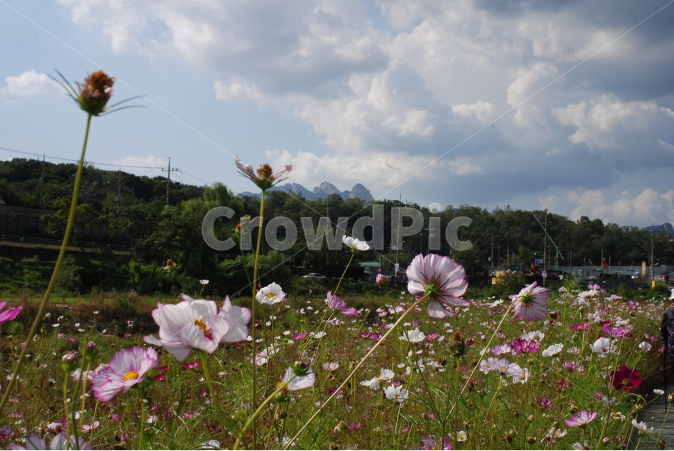 가을,하늘,가을하늘,하천,꽃,코스모스,야생화,도심풍경,식물,자연,plants,nature,꽃,flower