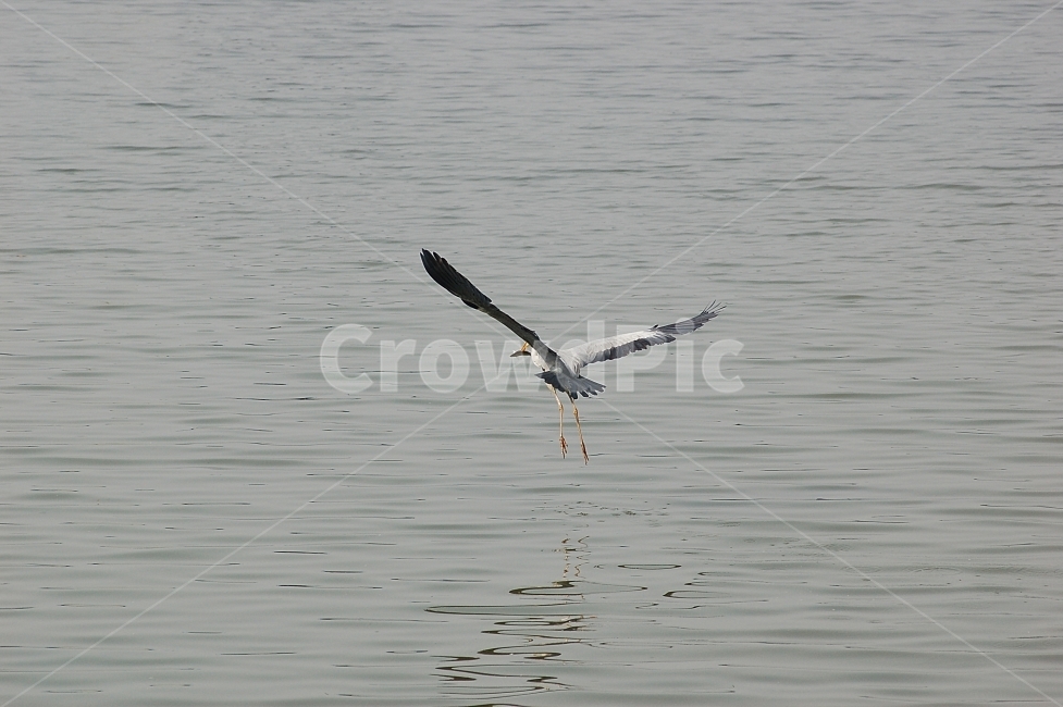 새,조류,왜가리,자연,동물,야생,비행,animal,bird,nature,flying,동물,animal,조류,새,birds
