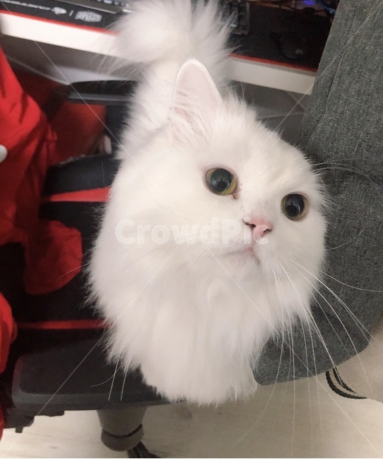 고양이,cat,페르시안,먼치킨,하얀고양이