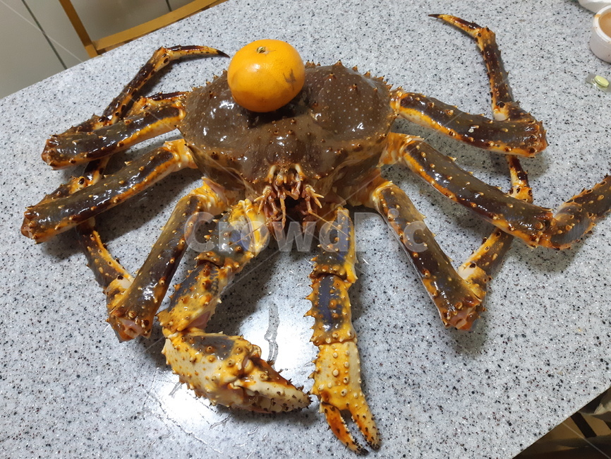 킹크랩,해산물,kingcrab,crab,음식,수산물,바다,생물,sea,바다생물,food,큰게,크랩,귤,과일,과일킹크랩,과일수산물요리,요리,식재료