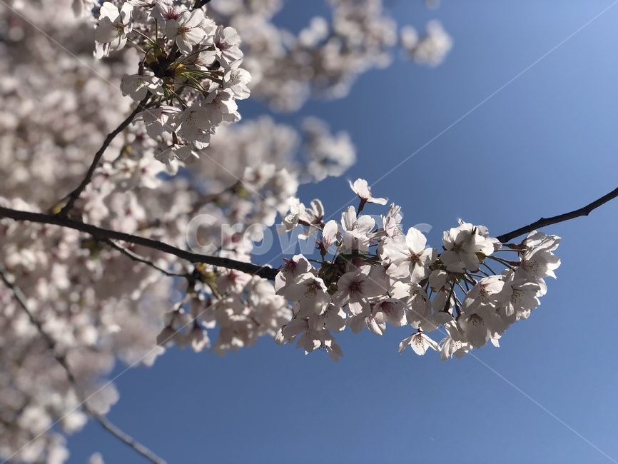 벚꽃,cheeryblossom,하늘,공원,휴식,식물,자연,plants,nature,꽃,flower