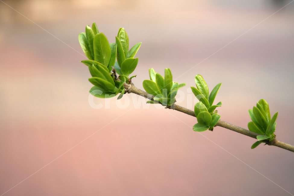 봄,봄날,감성,spring,풍경,식물,새싹,잎,초록,봄,계절,spring,season,식물,자연,plants,nature,plant,flower,꽃,sprout,blossom,bud,싹