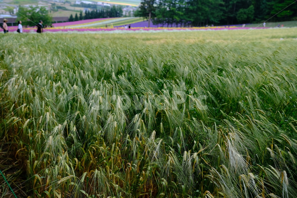 꽃,식물,라벤더,팜도미타,북해도,farmtomita,flower,홋카이도,보라색