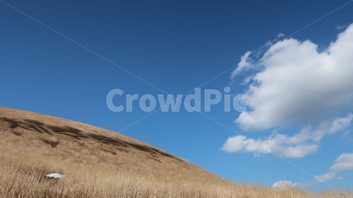 하늘,갈대,풍경,제주도,오름,새별오름,자연,풍경,nature,landscape,outdoors,옥외,grassland,목초지,field,들