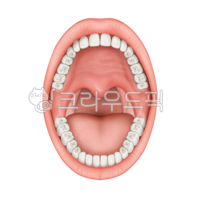 body part,dentistry,tongue,dental,Mouth,oral cavity,medicine,hospital,medicalillustration,medical illustration,tooth