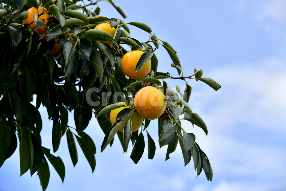 감,감나무,감나무잎,과일,과실,가을,열매,음식,persimmon,fruit,autumn,fall,tree,식물,자연,plants,nature,과일,열매,fruit