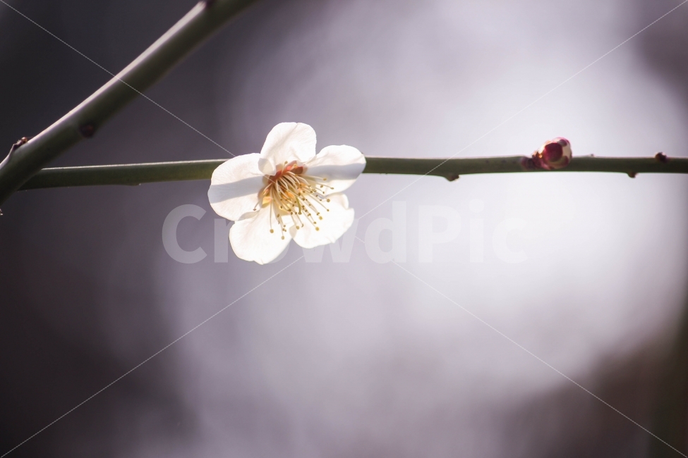 벚꽃,한송이,식물,접사,외로움,봄,계절,spring,season,식물,자연,plants,nature,꽃,flower,감성,sensible,feeling,plant