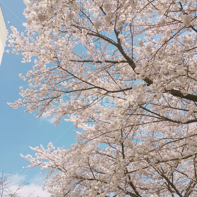 식물,blossom,꽃,flower,벚꽃,봄,계절,spring,season,식물,자연,plants,nature,꽃,flower,plant,cherry blossom