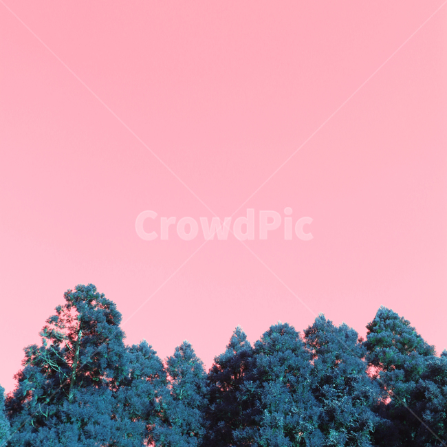 핑크,구름,하늘,자연,색감,나무,tree,식물,자연,풍경,nature,landscape
