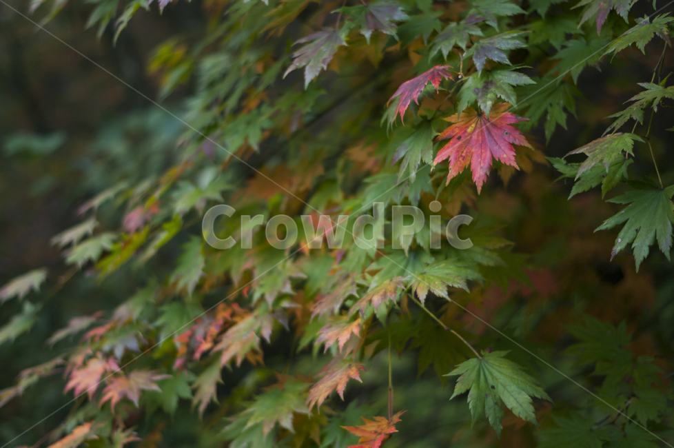 가을,단풍,단풍나무,계절,autumn,나무,가을,계절,fall,autumn,season,leaf,잎,plant,식물,tree,maple