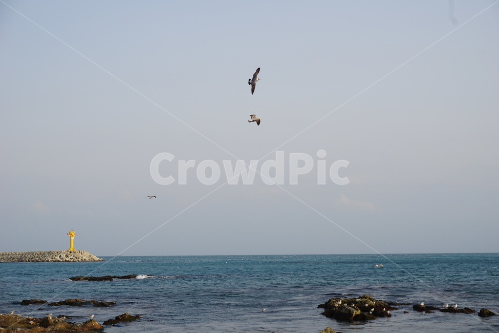 바다,갈매기,어촌,방파제,등대,하늘,파란색,등대,lighthouse,동물,animal,조류,새,birds,adventure,모험,bird,flying,나는