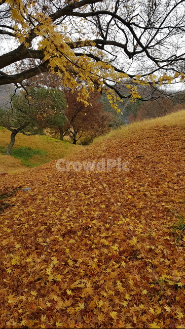나무,tree,낙옆,가을,단풍,ground