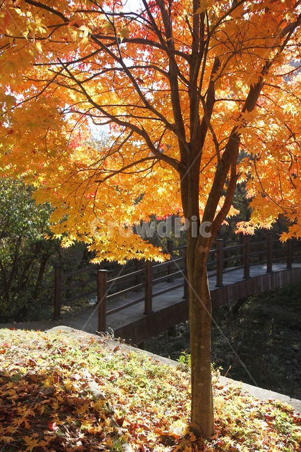 가을풍경,가을,단풍나무,단풍나무와다리,단풍잎,감성사진,가을,계절,fall,autumn,season,식물,자연,plants,nature,나무,trees,wood,plant,leaf,잎,tree,maple,단풍