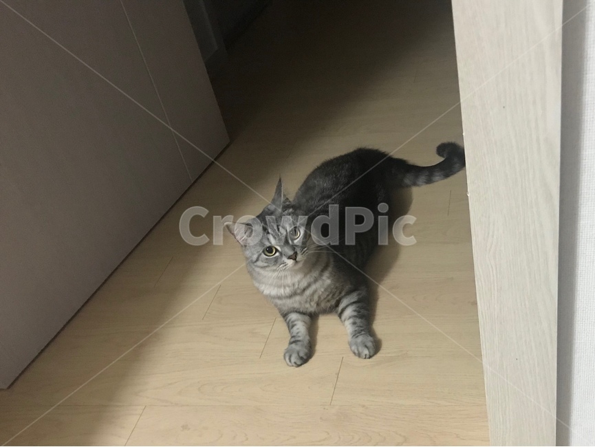 고양이,귀여운고양이,엎드린고양이,캣,cat