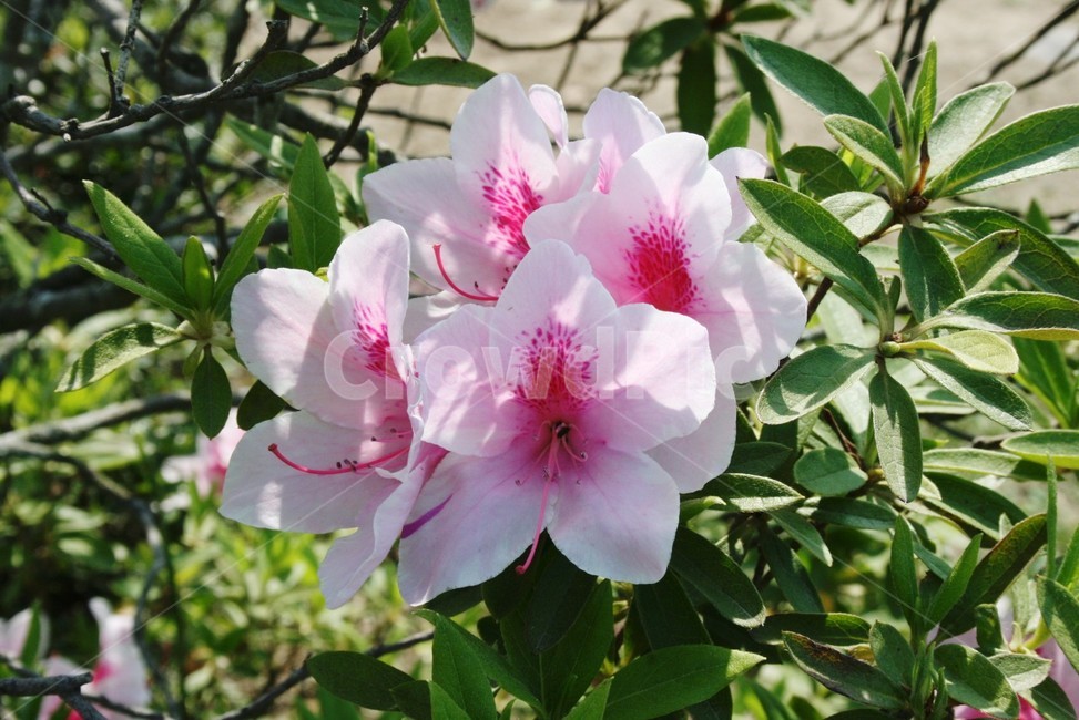 무궁화,진달래,꽃,꽃다발,우리나라꽃,식물,자연,plants,nature,꽃,flower
