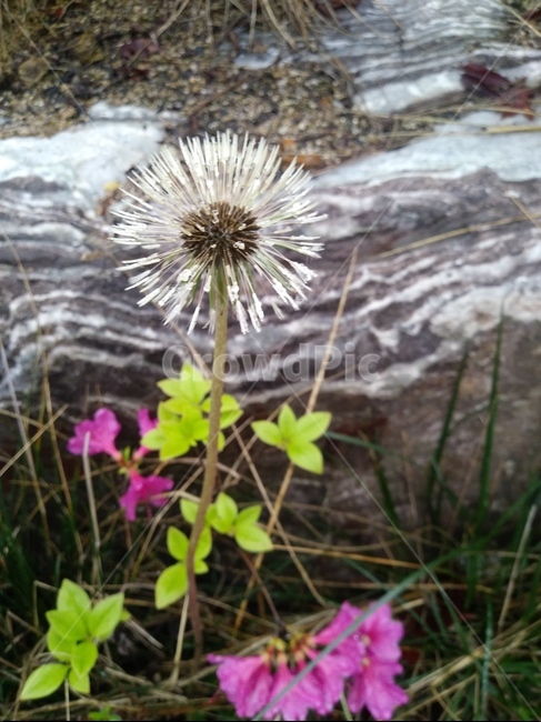 식물,민들레,dandelion,꽃,flower