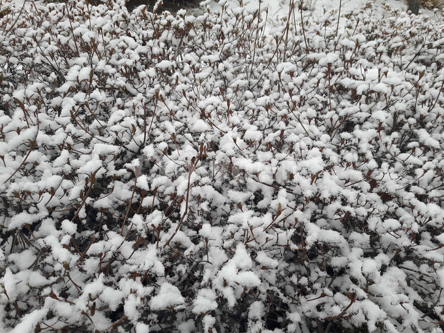 눈,겨울,풍경,겨울눈,겨울풍경,겨울,계절,winter,season,식물,자연,plants,nature