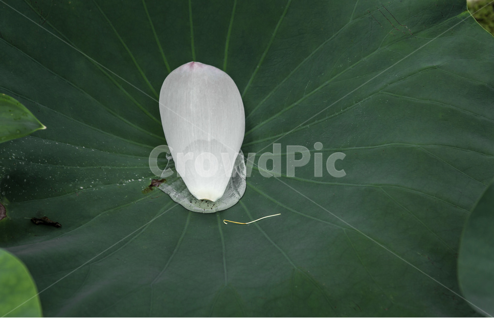 연잎,꽃잎,물방울,무늬,문양,습지,감성,청초,식물,자연,plants,nature