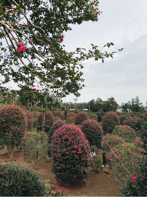 정원,동백꽃,outdoors,garden,꽃